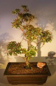 Flowering Japanese Andromeda Bonsai Tree<br><i>(pieris japonica variegata)</i>
