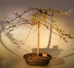 Flowering Weeping Pussy Willow Bonsai Tree<br><i>(salix caprea 'kilmarnock')</i>