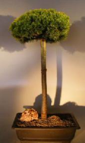 Mugo Pine Bonsai Tree<br>Upright Broom Style<br><i>(pinus mugp 'valley cushion')</i>