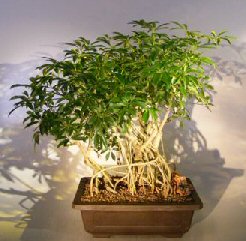 Hawaiian Umbrella Bonsai Tree<br><i></i>Banyan Style<br><i></i>(arboricola schfflera)