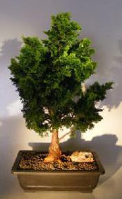 Dwarf Hinoki Cypress Bonsai Tree<br><i>(chamecyparis 