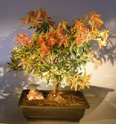 Flowering Flaming Silver Andromeda Bonsai Tree<br><i>(Pieris japonica 'Flaming Silver')</i>