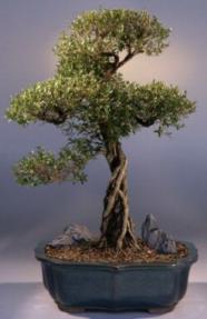 Flowering White Serissa Bonsai Tree<br>Bonsai Tree of a Thousand Stars<br><i>(serissa japonica)</i>