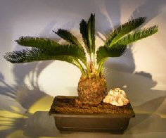 Sago Palm Bonsai Tree<br><i>(cycas revoluta)</i>