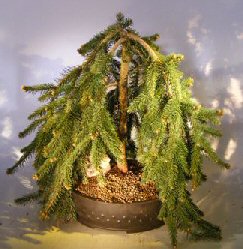 Dwarf Weeping Norway Spruce Bonsai Tree<br><i>(picea abies 'glauca pendula')</i>