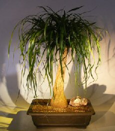 Pony Tail Palm Bonsai Tree<br><i></i>(beaucamea recurvata)