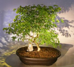 Flowering Brazilian Raintree Bonsai Tree<br><i>(pithecellobium tortum)</i>