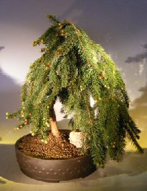 Dwarf Weeping Norway Spruce Bonsai Tree<br><i>(picea abies 'glauca pendula')</i>