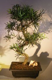 Flowering Podocarpus Bonsai Tree<br>Curved Trunk Style<br><i>(podocarpus macrophyllus)</i>