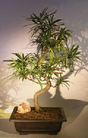 Flowering Podocarpus Bonsai Tree <br>Curved Trunk Style<br><i>(podocarpus macrophyllus)</i>