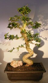 Flowering Fukien Tea Bonsai Tree<br>Curved Trunk & Tiered Branching Style<br><i>(ehretia microphylla)</i>
