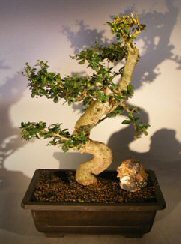 Flowering Fukien Tea Bonsai Tree<br><i></i>Curved Trunk & Tiered Branching Style<br><i></i>(ehretia microphylla)