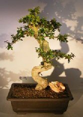 Flowering Fukien Tea Bonsai Tree<br>Curved Trunk & Tiered Branching<br><i>(ehretia microphylla)</i>