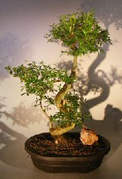 Chinese Flowering White Serissa<br>Bonsai Tree of a Thousand Stars<br>Curved Trunk Style<br><i>(serissa japonica)</i>