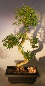 Chinese Flowering White Serissa<br>Bonsai Tree of a Thousand Stars<br>Curved Trunk Style<br><i>(serissa japonica)</i>