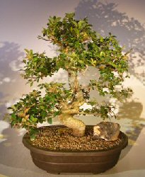 Chinese Elm Bonsai Tree<br><i>(ulmus parvifolia)</i>