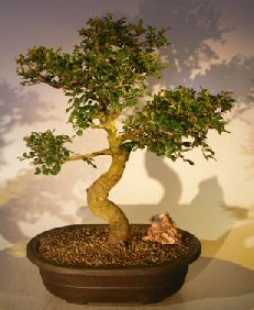 Chinese Elm Bonsai Tree<br>(ulmus parvifolia)<i></i>