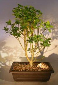 Flowering Pink Lilac Bonsai Tree<br><i>(Syringa Prestoniae 'Donald Wyman')</i>