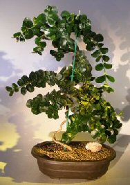 Flowering Dwarf Plum Bonsai Tree<br>Curved Trunk Style<br><i>(carissa macrocarpa)</i>