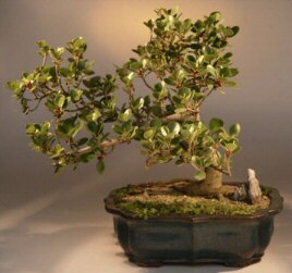 Green Emerald Ficus Bonsai Tree<br><i>(ficus microcarpa)</i>