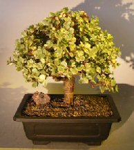 Baby Jade Bonsai Tree - Variegated<br><i> (portulacaria afra variegata)</i>