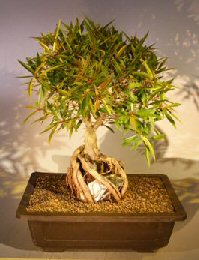 Willow Leaf Ficus Bonsai Tree<br>Root over Rock<br><i>(nerifolia/salicafolia)</i>