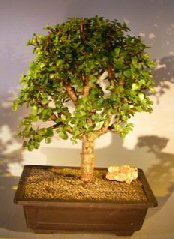 Baby Jade Bonsai Tree<br><i>(Portulacaria Afra)</i>