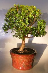 Baby Jade Bonsai Tree<br><i>(Portulacaria Afra)</i>