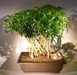 Hawaiian Umbrella Bonsai Tree<br><i></i>Banyan Style<br><i></i>(arboricola schfflera)