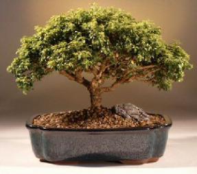 Japanese Kingsville Boxwood Bonsai Tree<br><i>(buxus microphylla 'compacta')</i>