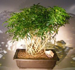 Hawaiian Umbrella Bonsai Tree<br><i></i>Banyan Style<br><i></i>(arboricola schfflera)