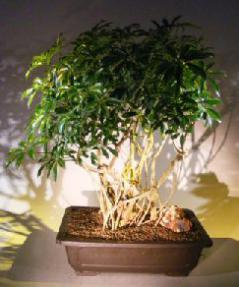 Hawaiian Umbrella Bonsai Tree<br><i></i>Banyan Style<br><i></i>(arboricola schfflera)