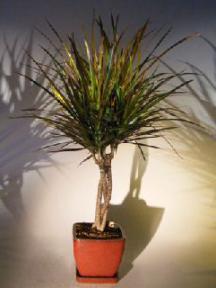 Dracena Bonsai Tree<br>Braided Trunk<br><i>(Dracena Marginata)</i>