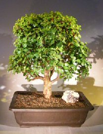 Baby Jade Bonsai Tree<br><i></i>(Portulacaria Afra)