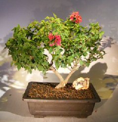 Bougainvillea - Flowering Vine<br><i>(pink pixie)</i>