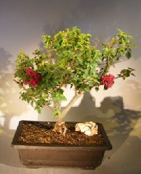 Bougainvillea - Flowering Vine<br><i>(Pink Pixie)</i>