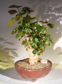 Aralia Balfouriana<br><i>(Polyscias Balfourinna 'marginata')</i>