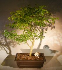 Flowering Brazilian Raintree Bonsai Tree<br><i>(pithecellobium tortum)</i>