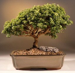 Japanese Kingsville Boxwood Bonsai Tree<br><i>(buxus microphylla 'compacta')</i>