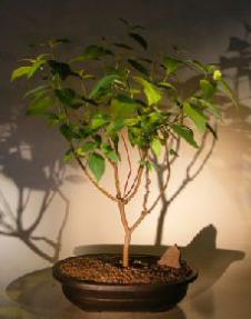 Red Twig Dogwood Bonsai Tree<br><i>(cornus alba)</i>