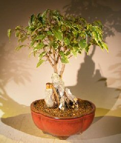 Oriental Ficus Bonsai Tree<br>Root Over Rock<br><i></i>Stone Landscape Scene<br><i></i>(ficus benjamina 'orientalis') 