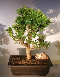 Baby Jade Bonsai Tree<br><i></i>(Portulacaria Afra)