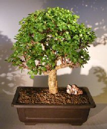 Baby Jade Bonsai Tree<br><i></i>(Portulacaria Afra)