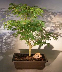 Flowering Brazilian Raintree Bonsai Tree<br><i>(pithecellobium tortum)</i>