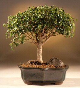 Ficus Too Little<br><i>(ficus benjamina 'too little')</i>