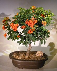 Flowering Pyracantha Bonsai Tree<br><i>(Coccinea 'Lalandii')</i>