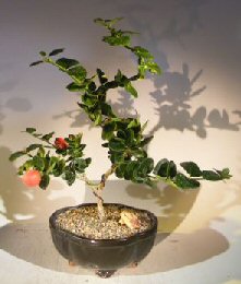 Flowering Dwarf Plum Bonsai Tree<br>Curved Trunk Style<br><i>(carissa macrocarpa)</i>