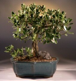 Green Emerald Ficus Bonsai Tree<br><i>(ficus microcarpa)</i>