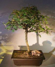 Flowering Princess Earrings Bonsai Tree<br><i>(dichrostachys cinerea)</i>