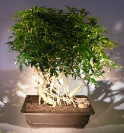 Hawaiian Umbrella Bonsai Tree<br><i></i>Banyan Style<br><i></i>(arboricola schfflera)